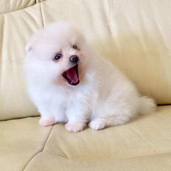 cuccioli di spitz pomerania mini toy | Foto 0