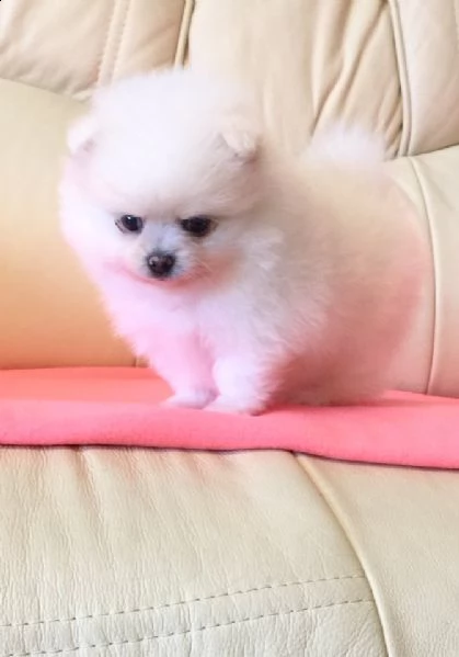 cuccioli di spitz pomerania mini toy