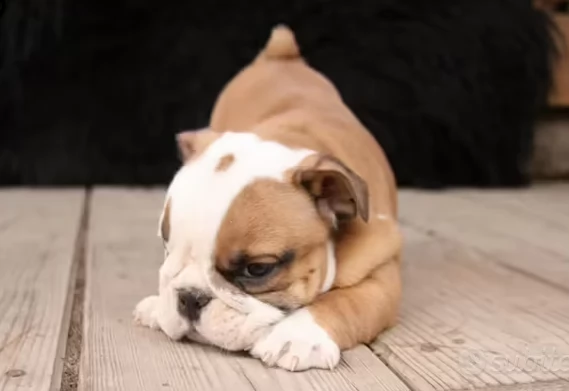 cuccioli di bulldog inglese | Foto 0