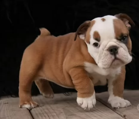 cuccioli di bulldog inglese