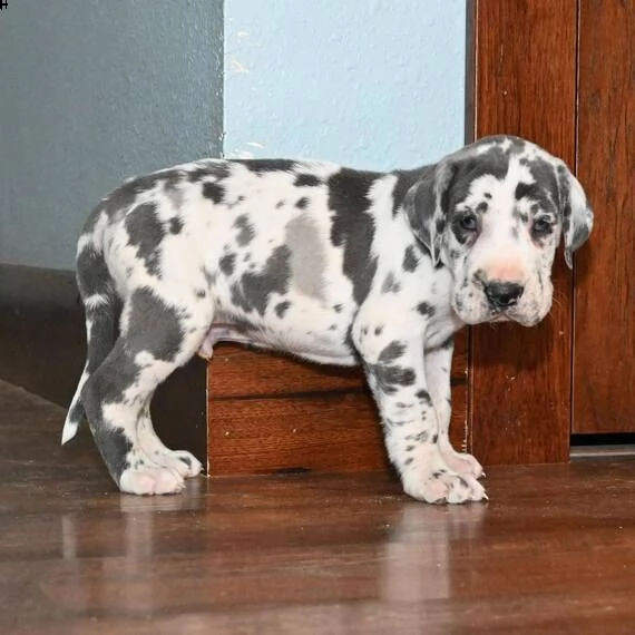 regalo alano cuccioli introvabili cuccioli di alano intelligenti e dolcissimi attaccati al padrone c