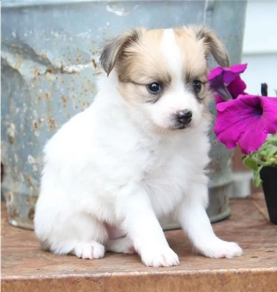 adorabili cuccioli di papillon messi in adozione