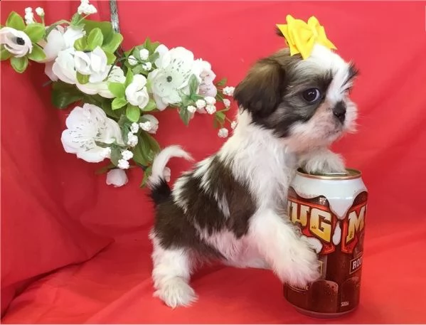  regalo bellissimi cuccioli allevati shih-tzu, colore bianco e nero.