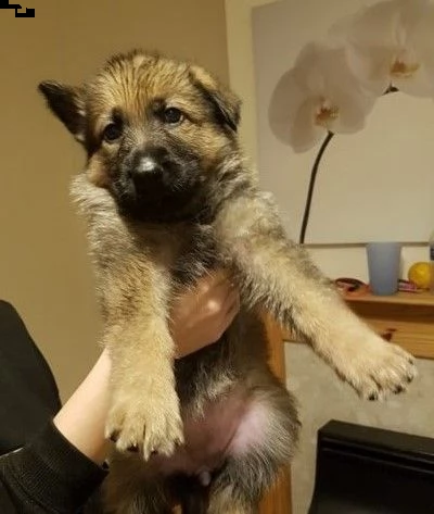 cuccioli di pastore tedesco di tre mesi