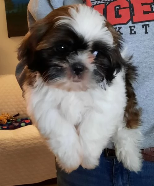 regalo bellissimi cuccioli allevati shih-tzu, colore bianco e nero.