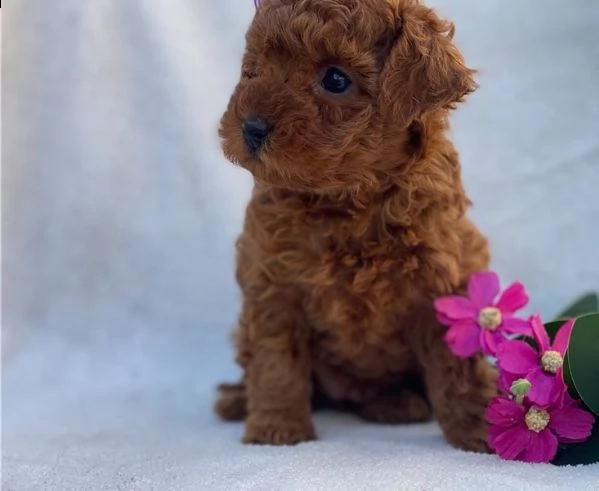  regalo abbiamo cuccioli di barboncino