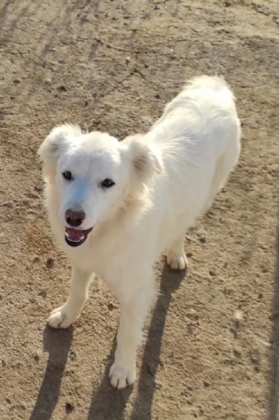 dolcissimi cuccioli cercan casa | Foto 2