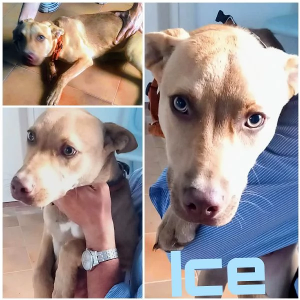 Ice stupendo cane in Adozione cerca casa