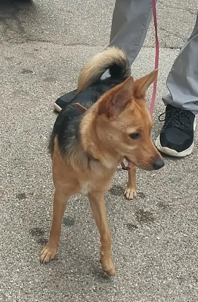 Laika dolce cagnolina cerca casa | Foto 2