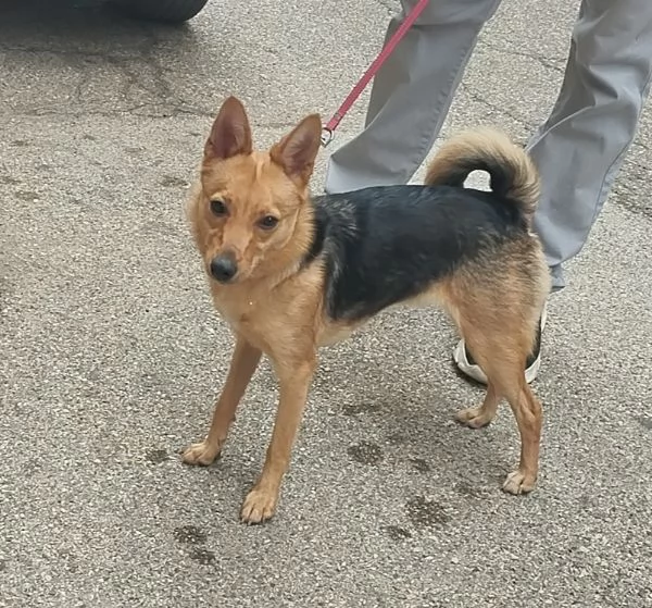 Laika dolce cagnolina cerca casa | Foto 1