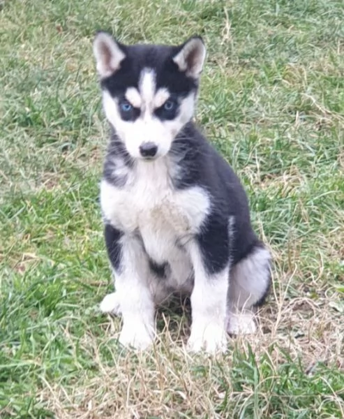 Cucciole Husky  | Foto 3