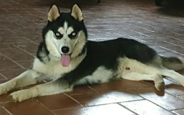 Cucciole Husky  | Foto 1