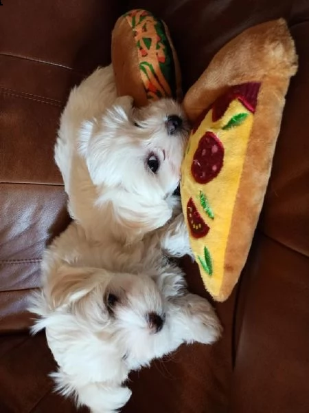 bellissimi cuccioli maltese