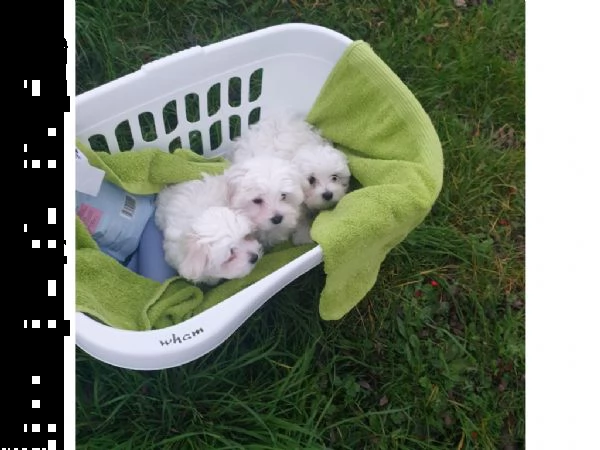 bellissimi cuccioli maltese | Foto 2