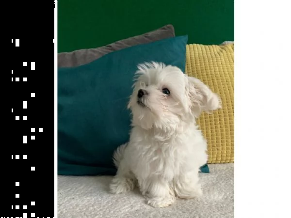 bellissimi cuccioli maltese | Foto 1