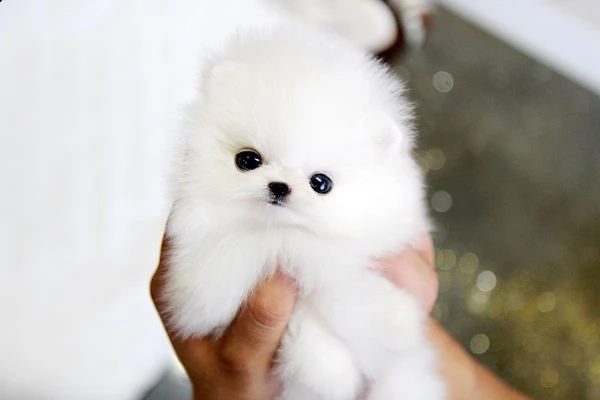 cuccioli di volpino di pomerania