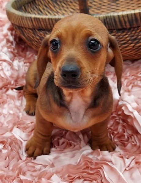  regalo adorabili cuccioli  bassotto femminucce e maschietti