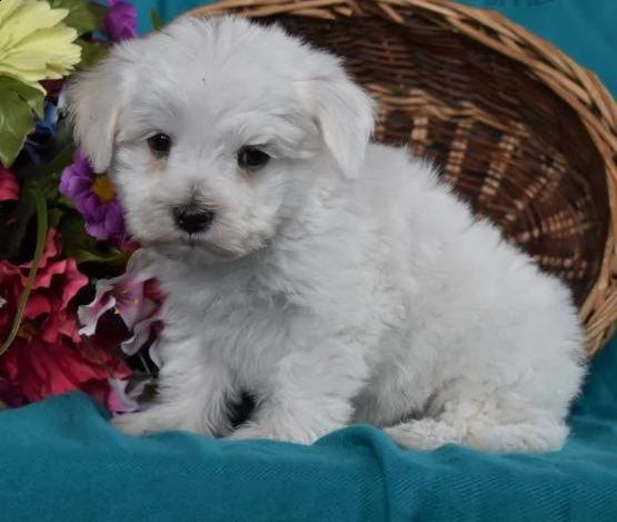   regalo maltese cuccioli meravigliosi ! 