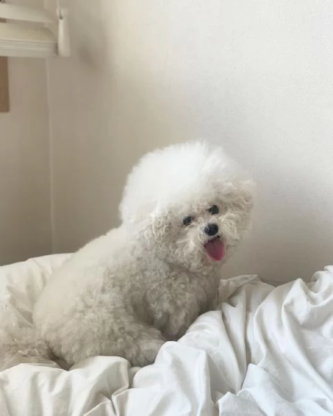 regalo bichon cuccioli meravigliosi ! 