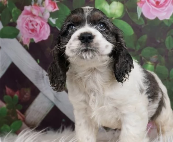 adorabili cuccioli di cocker spaniel pronti per l'adozione