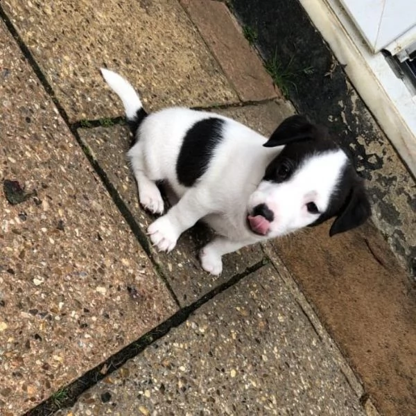 adorabili cuccioli di jack russell messi in adozione