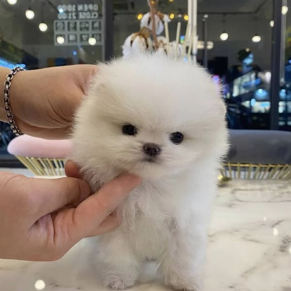 regalo pomerania cuccioli (maschio e femmina)