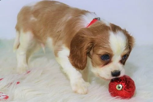 regalo cavalier king cuccioli meravigliosi  !