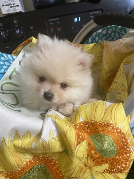 cuccioli di spitz di pomerania