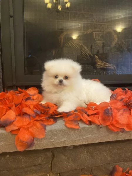 cuccioli di spitz di pomerania | Foto 0