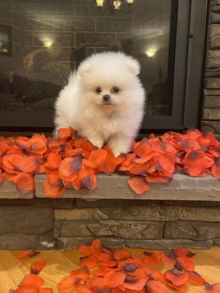 cuccioli di spitz di pomerania