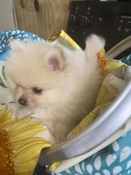 cuccioli di spitz di pomerania | Foto 0