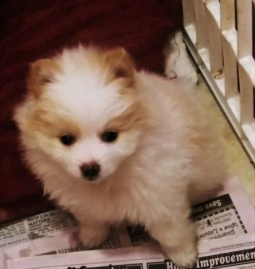 cuccioli di pomerania