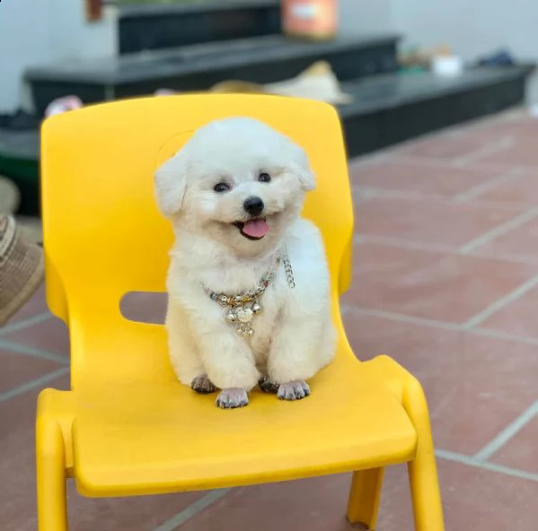 cuccioli di barboncini taglia piccola