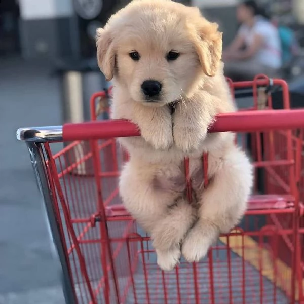 disponibili cuccioli di golden retriever maschi e femmine