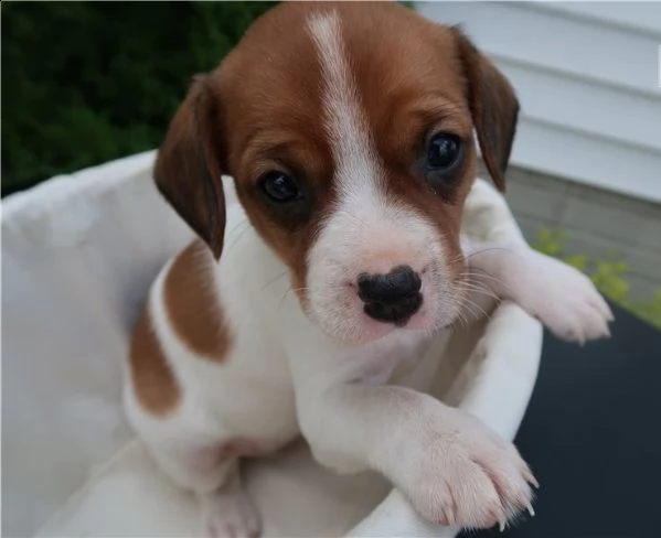  regalo cavalier king cuccioli meravigliosi ! 