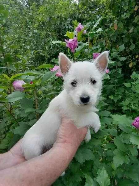 regalo adorabili cuccioli  west highland terrier bianco  femminucce e maschietti  gratuita 