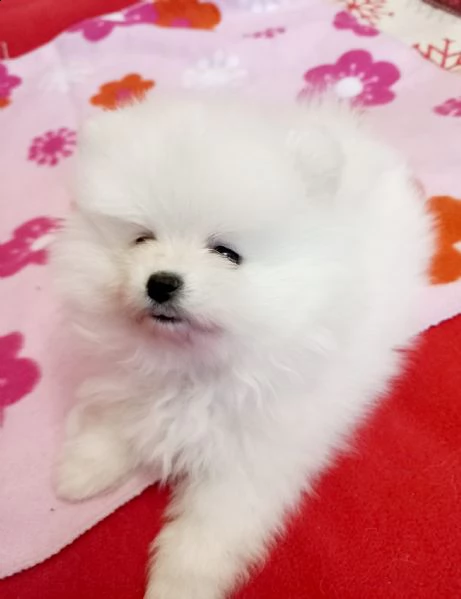 disponibili cuccioli di puro spitz pomerania | Foto 0