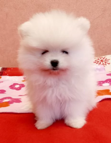 disponibili cuccioli di puro spitz pomerania