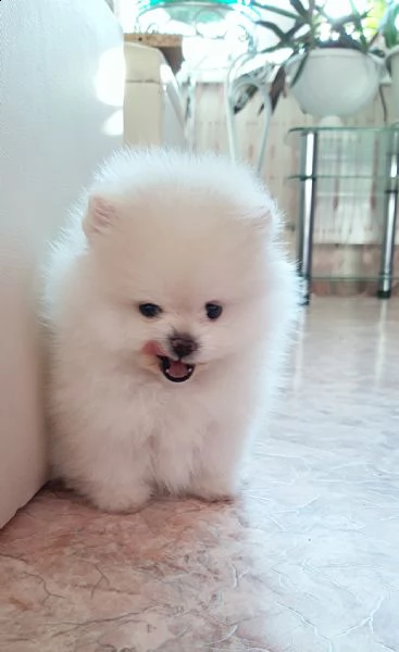 cuccioli di pomerania | Foto 0