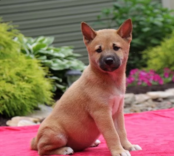 regalo shiba inu cuccioli introvabili cuccioli di shiba inu intelligenti e dolcissimi attaccati al p