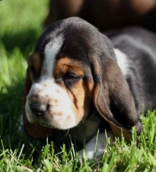 regalo bello basset hound cuccioli maschi e femmine bello basset hound , maschio e femmina, svermina