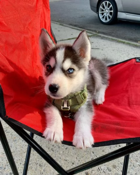 cuccioli di siberian husky registrati akc