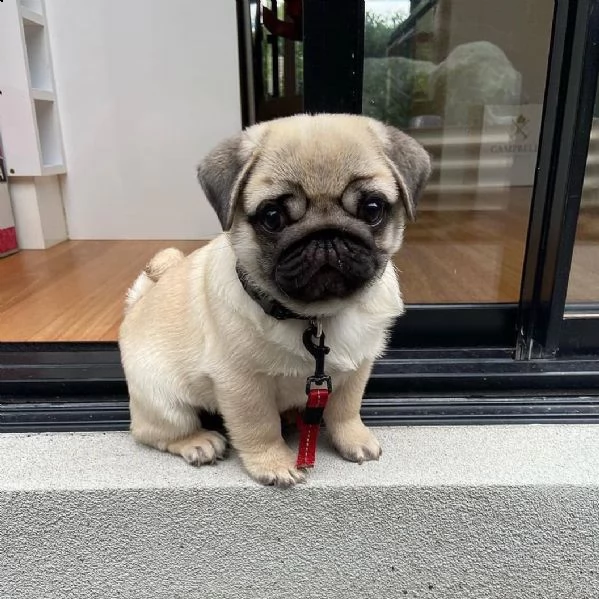 regalo cuccioli di carlino maschio e femmina per l'adozione