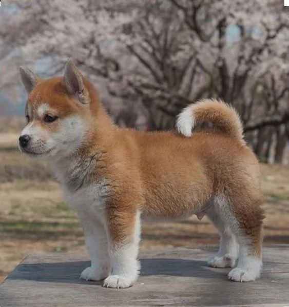 regalo akita inu cuccioli maschio e femmina