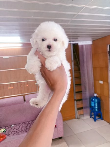 cuccioli di cane barboncino toy | Foto 0