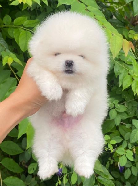 cuccioli di pomerania nani | Foto 0