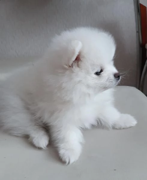 dolci cuccioli di spitz pomerania disponibili | Foto 0