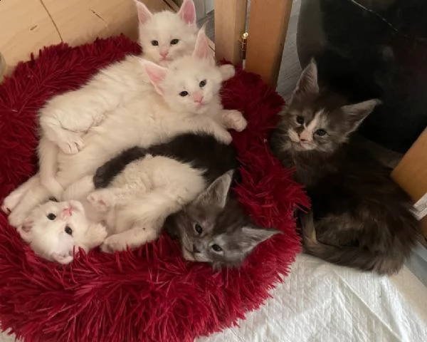 splendidi cuccioli di maine coon