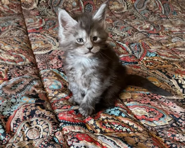 splendidi cuccioli di maine coon | Foto 2