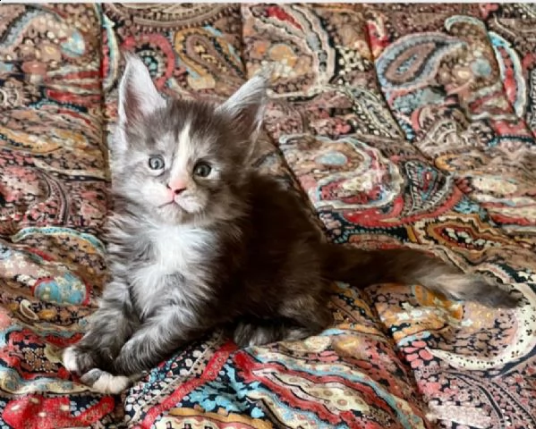 splendidi cuccioli di maine coon | Foto 0